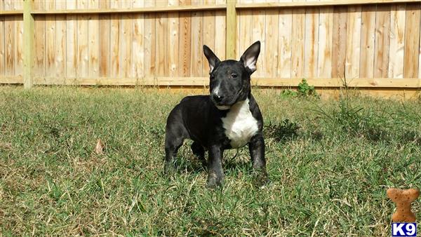 Bull Terrier puppy for sale